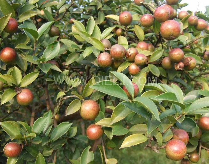 茶籽油壓榨設(shè)備認(rèn)準(zhǔn)企鵝機(jī)械，性能穩(wěn)定操作便利(圖1)